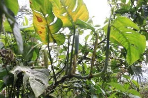 Monstera Adansonii Care (Swiss Cheese Vine): Complete Guide