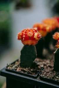 How to Grow Moon Cactus