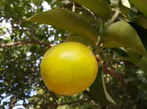 How to Grow Mosambi