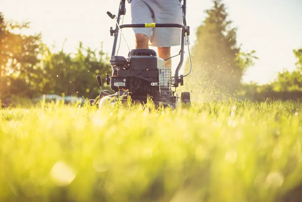 Mowing the lawn in golden evening light before applying feed.