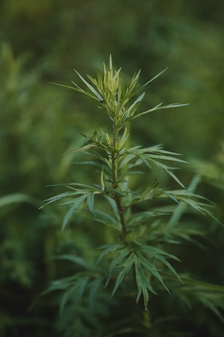 Close-up of mugwort plant.
