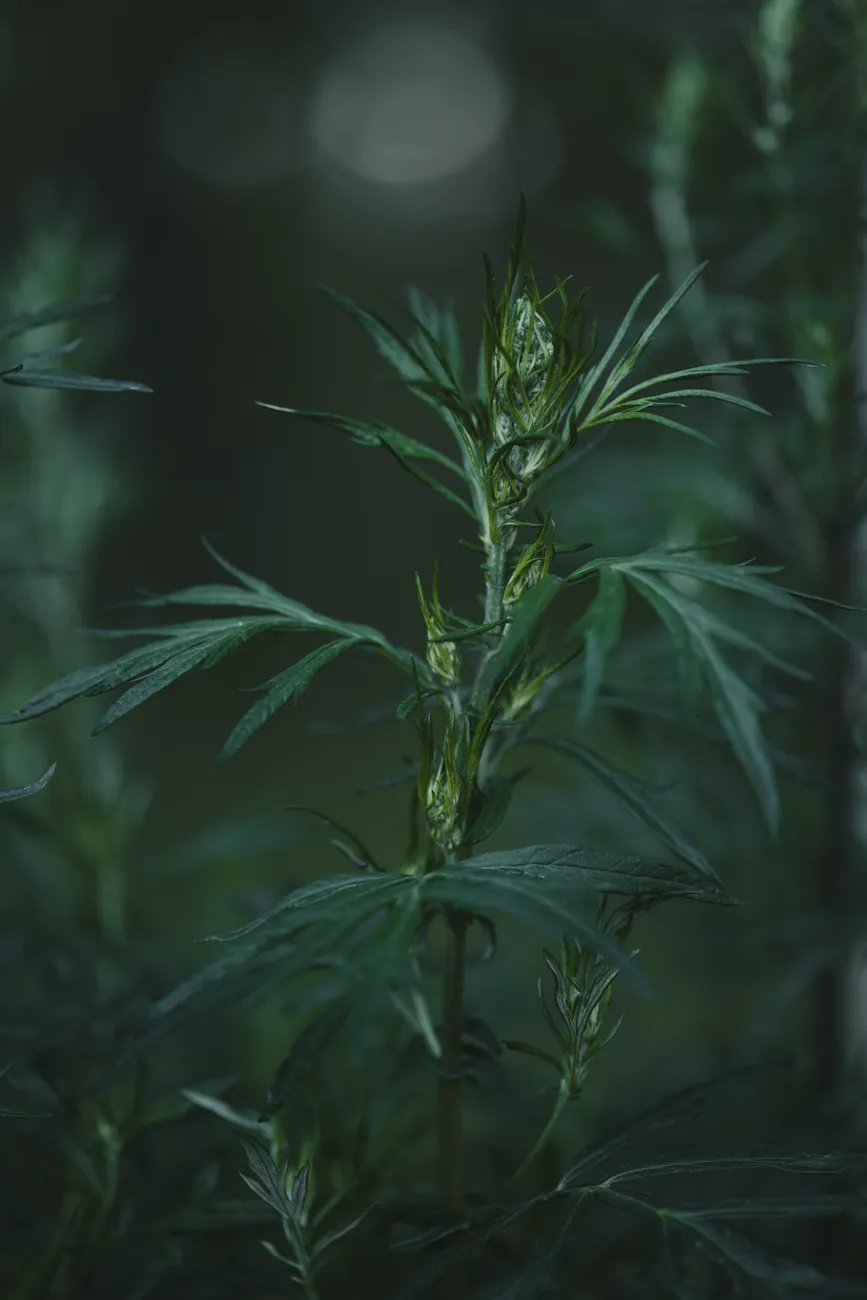 Mugwort leaves in a dark and moody setting.
