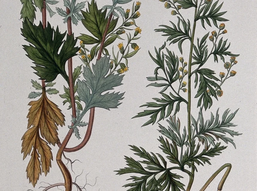 Mugwort
