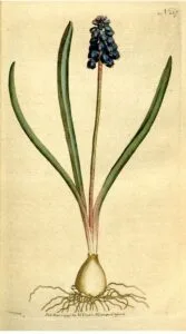How to Grow Muscari (Grape Hyacinth)