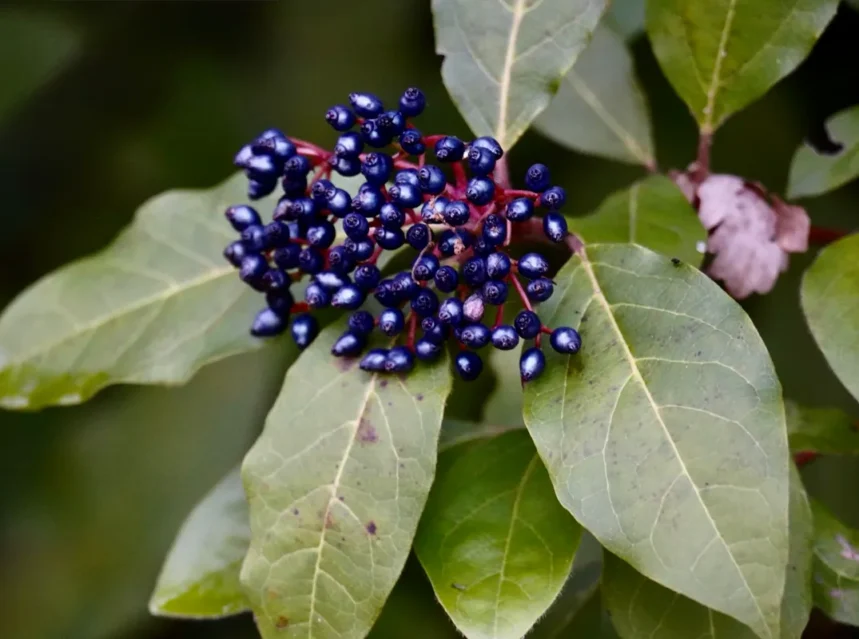 Cluster of dark blue-black nannyberry drupes on red stalks above glossy leaves