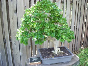 Natal Plum