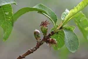 How to Grow a Nectarine Tree
