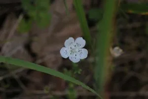 How to Grow Nemophila (Baby Blue Eyes)
