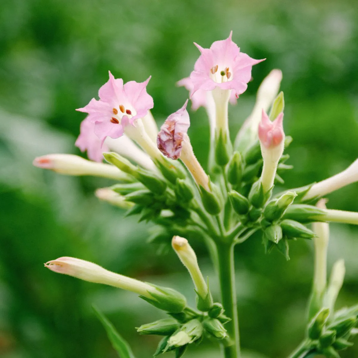 Pink Nicotiana tabacum blossoms.