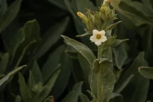 How to Grow Nicotiana (Flowering Tobacco)