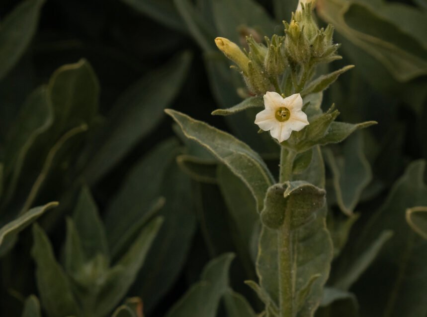 How to grow Nicotiana