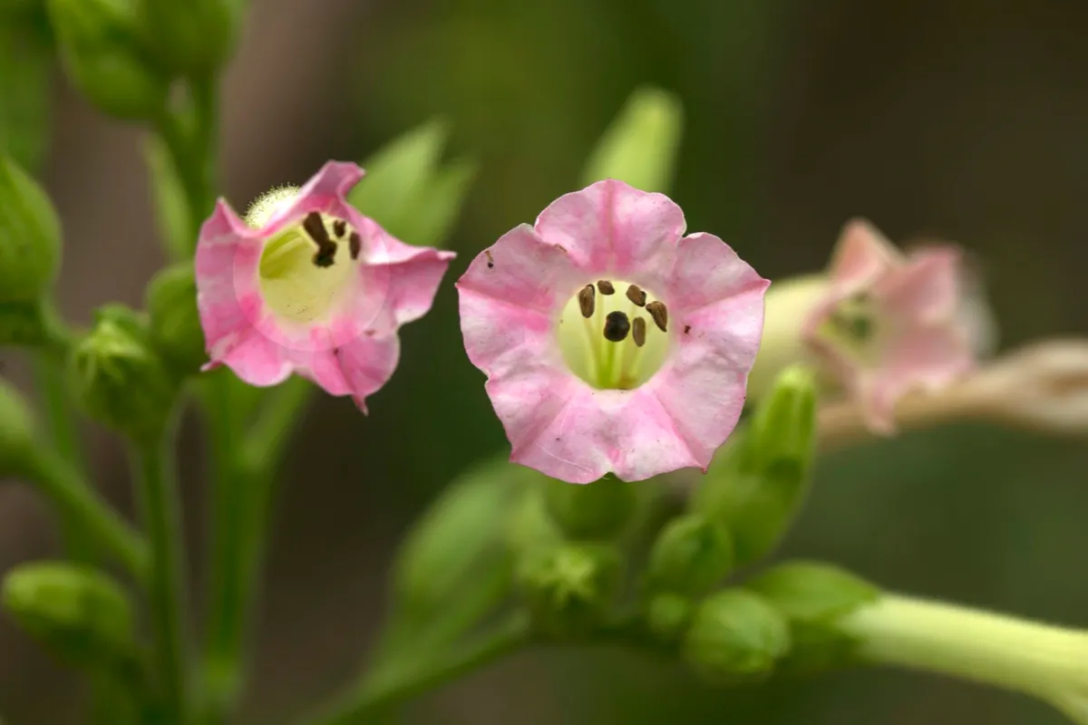 Pink Nicotiana flowers.