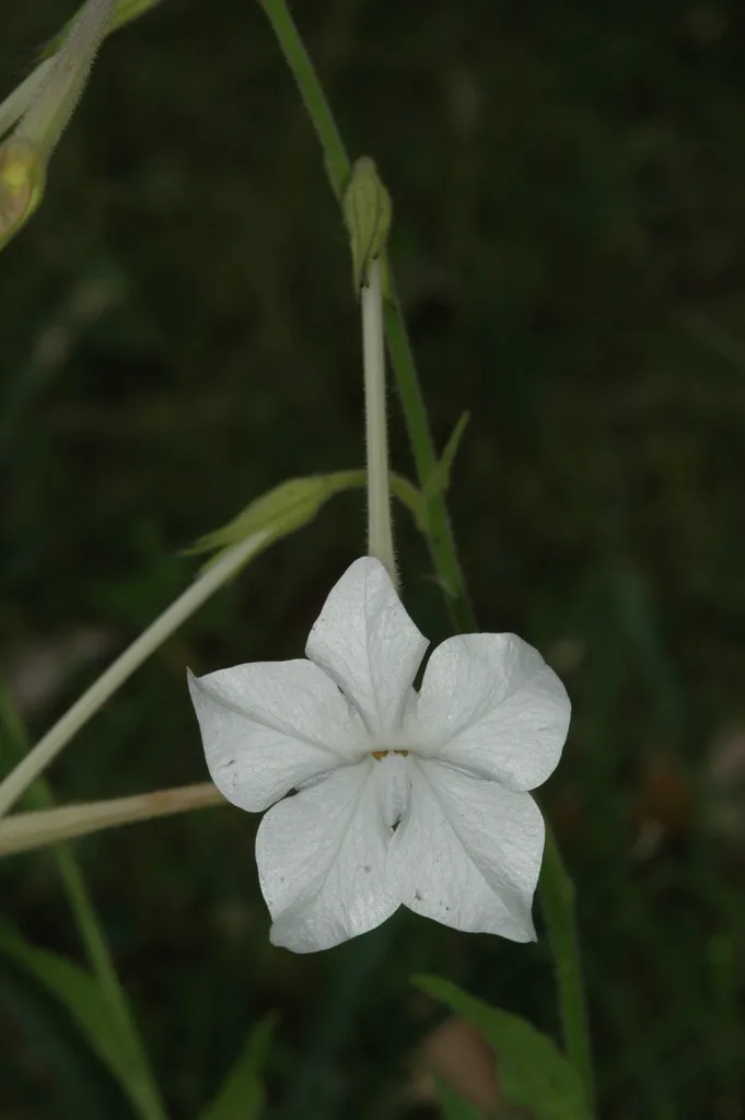 Delicate pink Nicotiana tabacum blossoms captured outdoors, showcasing their beauty.