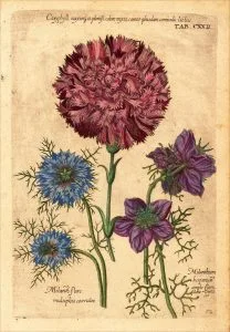 How to Grow Nigella (Love-in-a-Mist)
