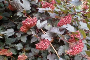 How to Grow Ninebark