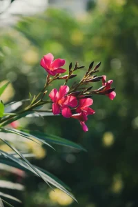 How to Grow Oleander