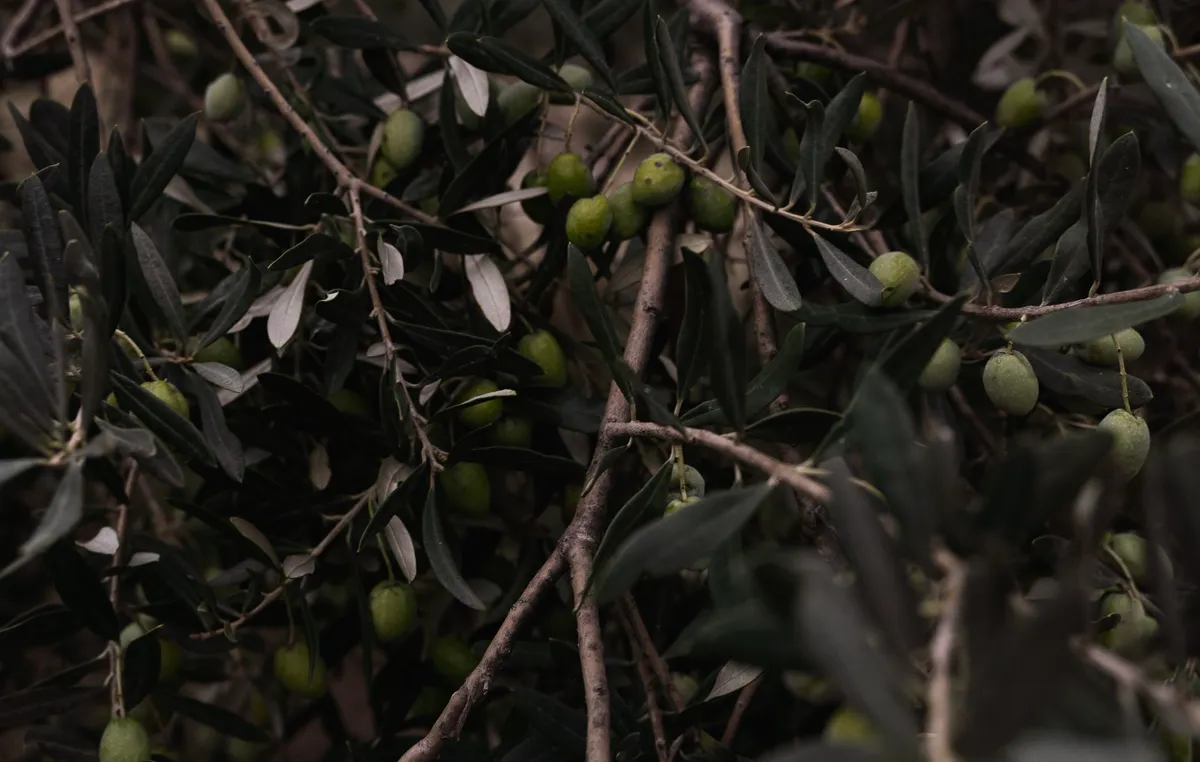 Olive — close-up of green olives on a tree branch with leaves.