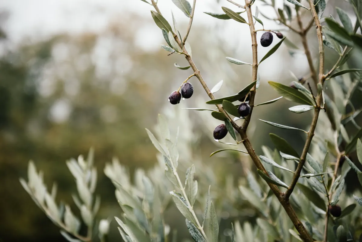 Close-up of branches with ripening olives in a natural setting.
