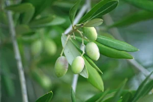 How to Grow an Olive Tree