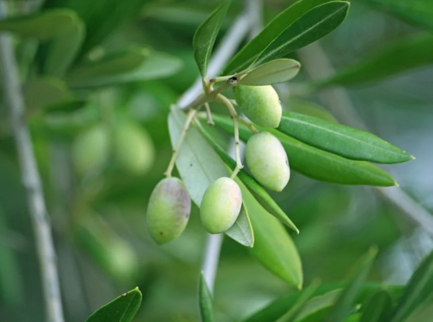 Olives growing on an olive tree