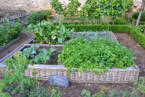 Permaculture Gardening Basics (A Beginner’s Introduction)