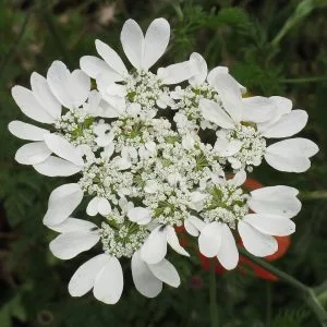 How to Grow Orlaya (White Lace Flower)