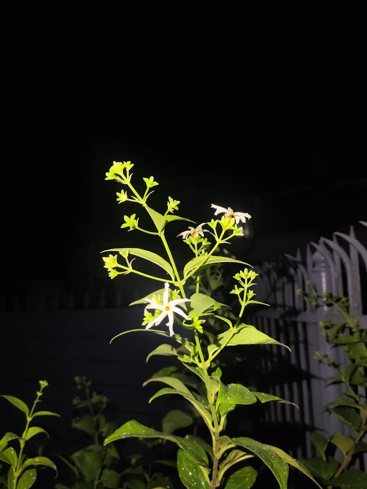 Parijat plant flowering at night with small white star-shaped flowers.
