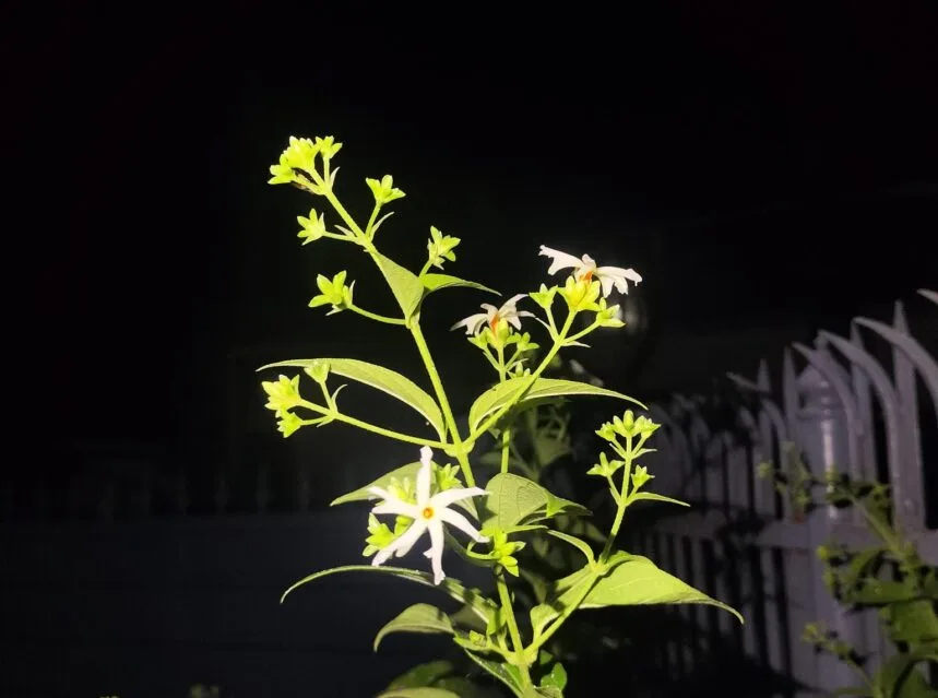 Parijat (harsingar) white flowers with orange centre