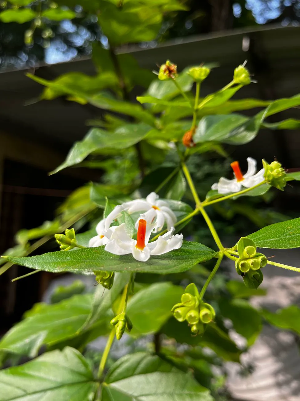 Parijat — Vibrant white night jasmine flowers with green leaves in sunlight.