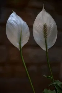 Peace Lily Care Guide