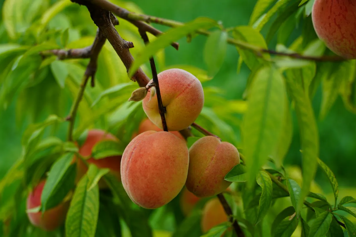 Ripe, organic peaches hanging on a tree branch during summer.