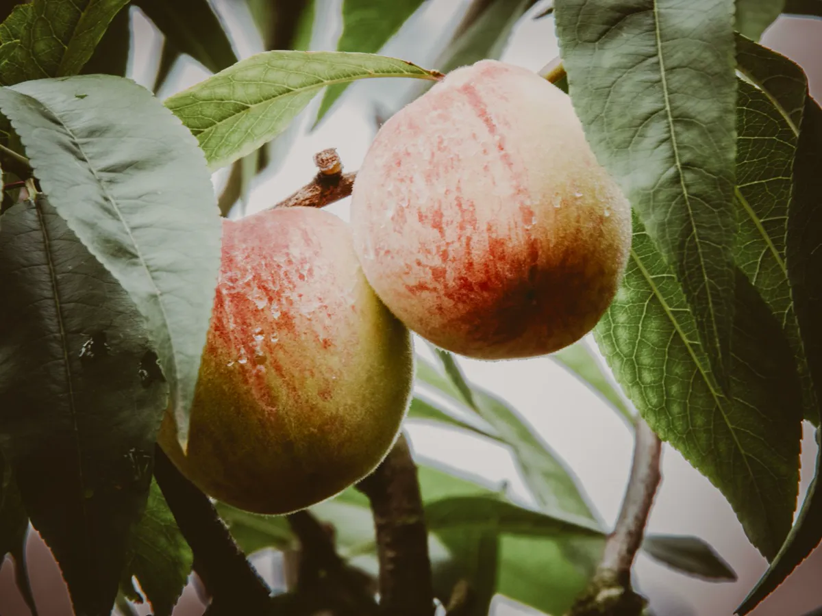 Ripe peaches on a tree.