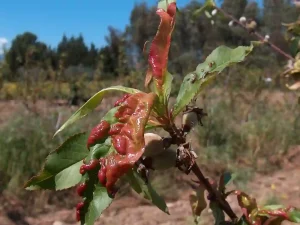 Peach Leaf Curl