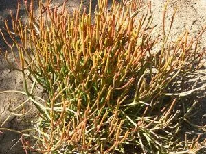 Pencil Cactus Care (Euphorbia Tirucalli): Light, Water & Safety