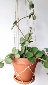 Peperomia Care