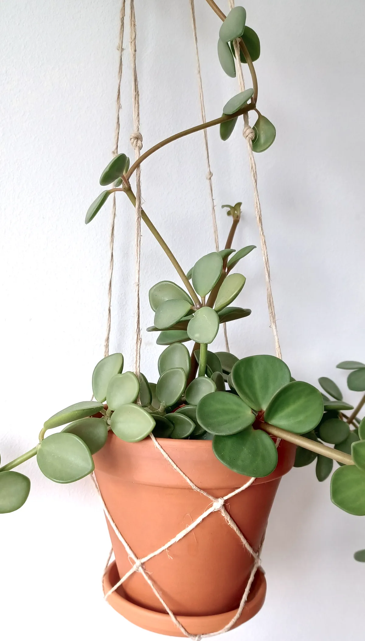 Peperomia boivinii.