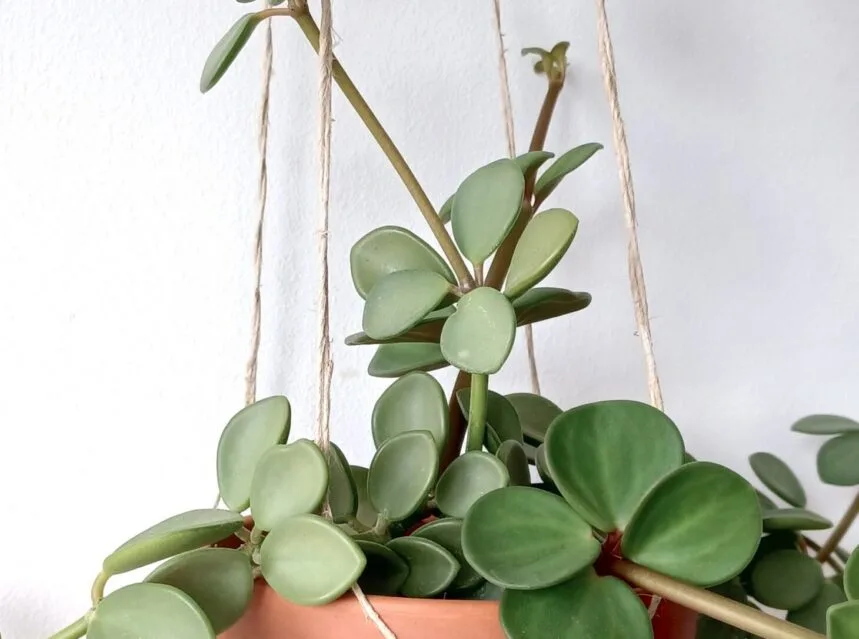 Peperomia Care Guide: An Easy, Pet-Safe Beginner Plant