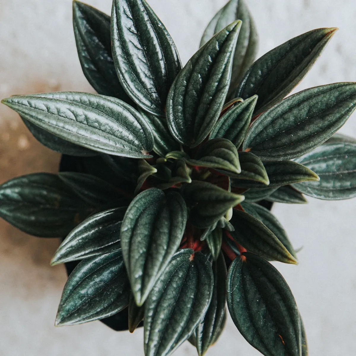 Green Peperomia leaves with rich textures.