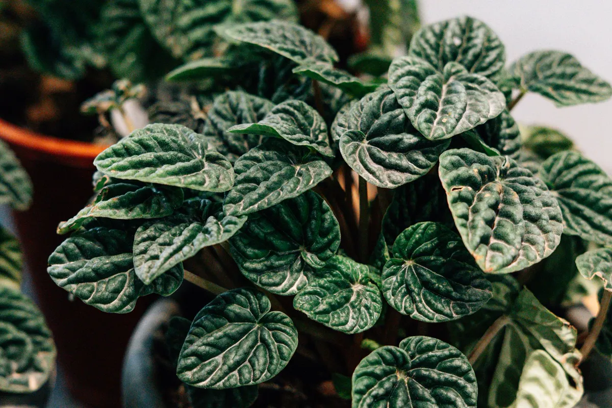 A Peperomia plant showing its rich green, textured leaves.
