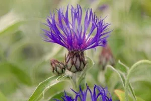 How to Grow Perennial Cornflower (Centaurea montana)
