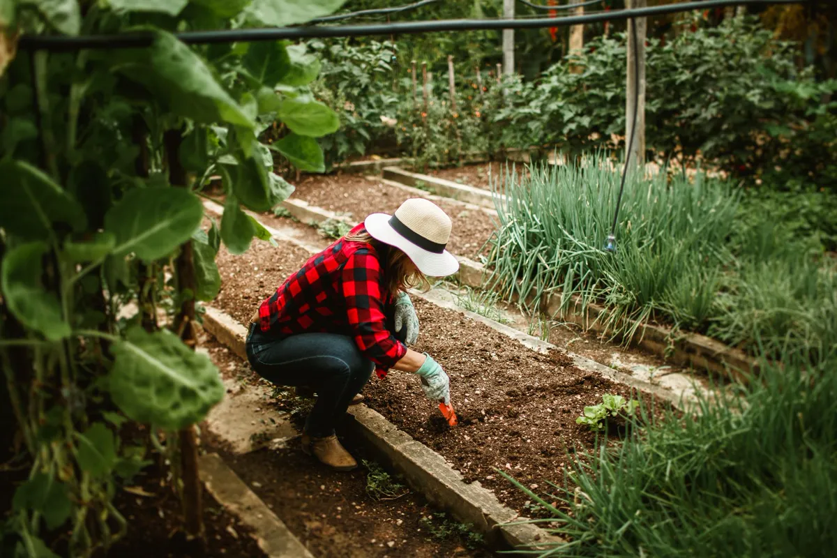 permaculture gardening basics in action: a gardener tending a mixed vegetable bed