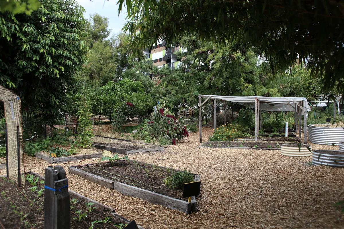 a thriving urban community garden with diverse plant life