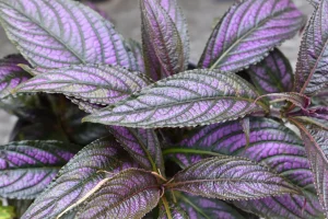 Persian Shield Care