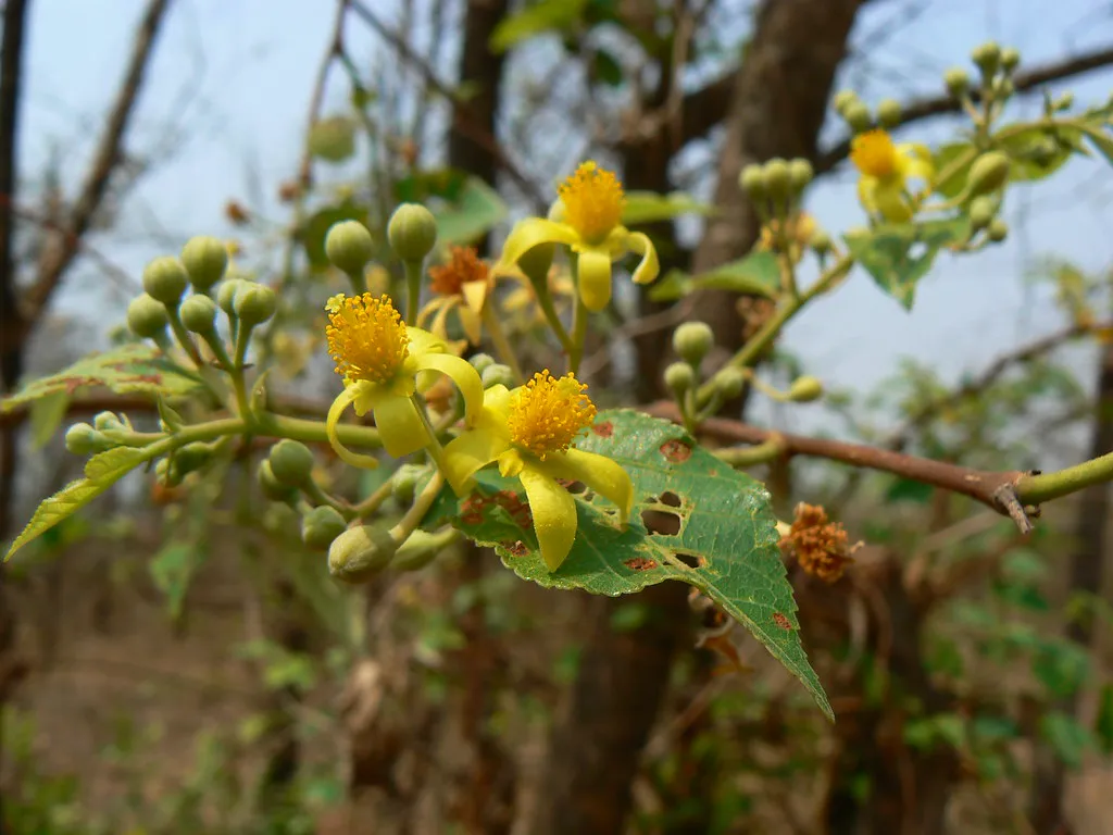 Phalsa shrub branch with rough textured leaves in a warm-climate garden