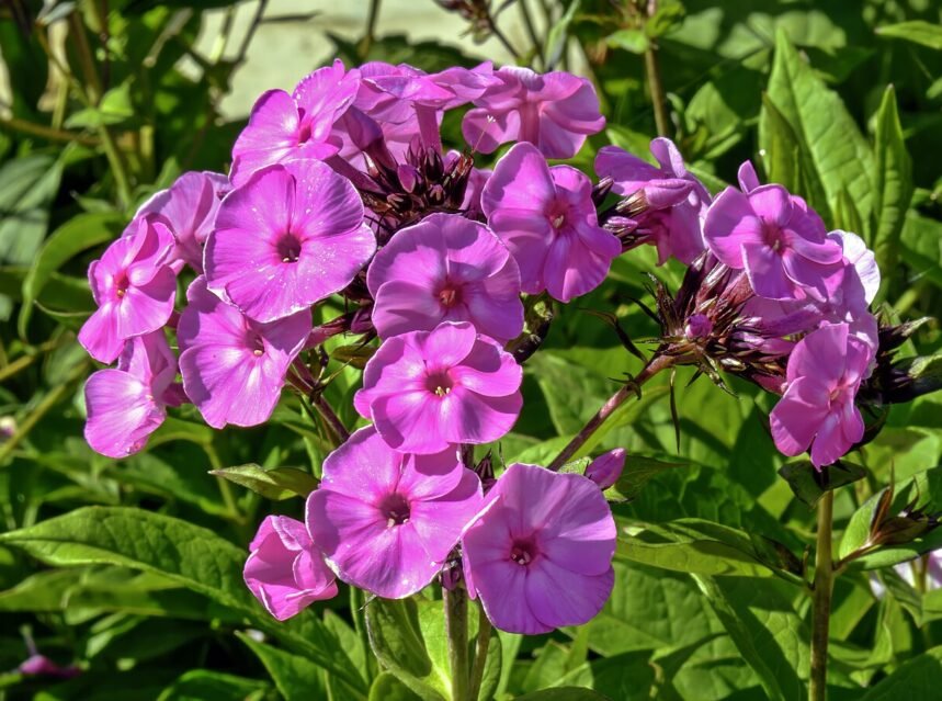 Phlox