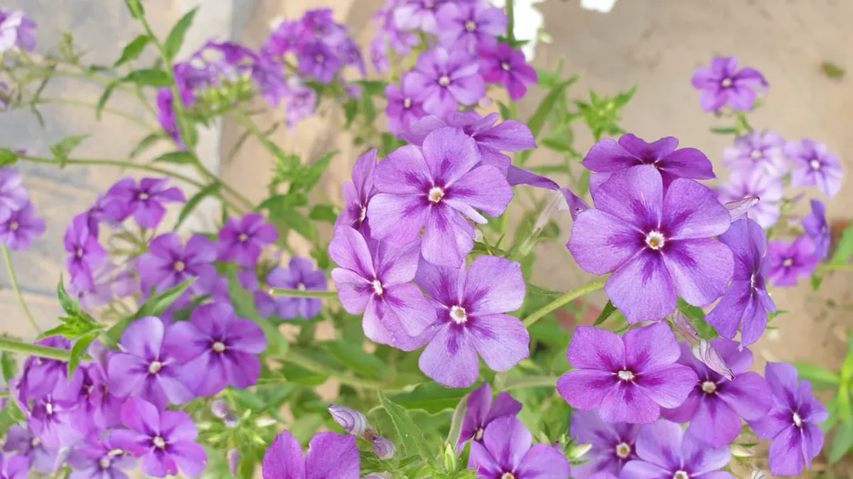 Close-up of purple Phlox flowers in Bhubaneswar, India.