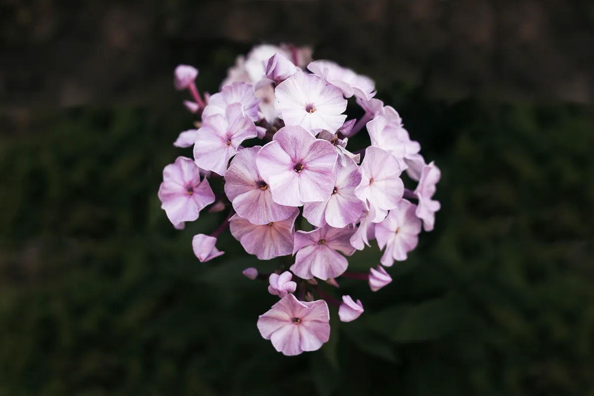 Close-up of pink garden phlox flowers blooming outdoors.