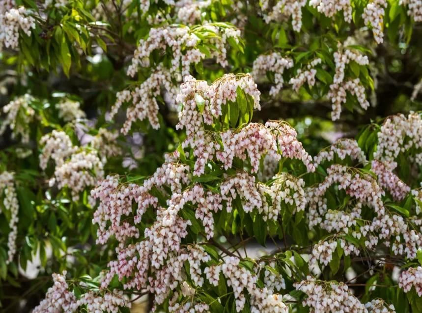 Pieris