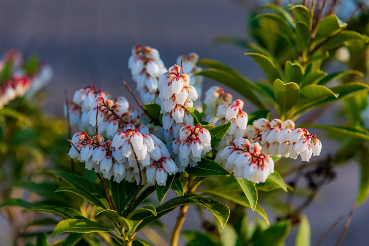 Pieris Japonica in bloom with white and red flowers.