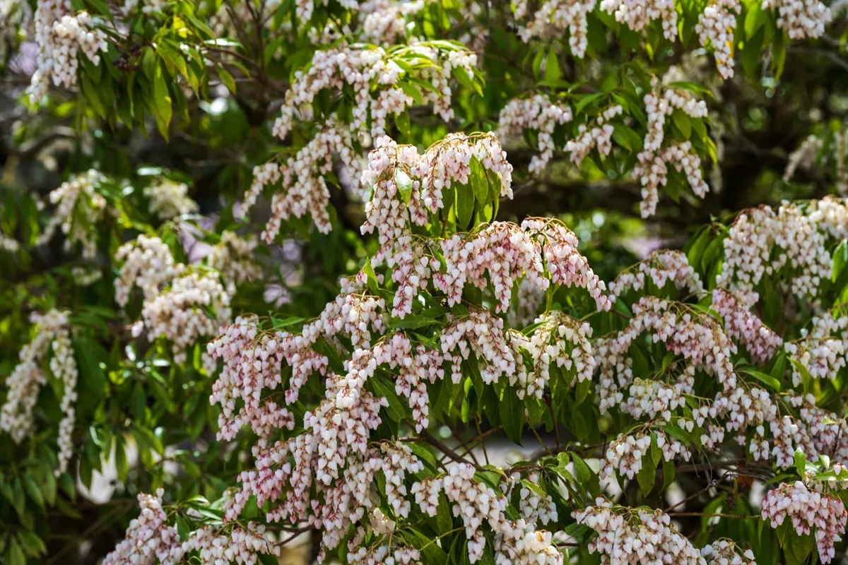 Sprays of small white pieris bell flowers on a shrub